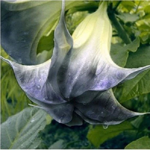 Black Angel Trumpet Seeds - 10 Pack, Fragrant Brugmansia Datura, Black Flowers, Garden, Container, US Seller