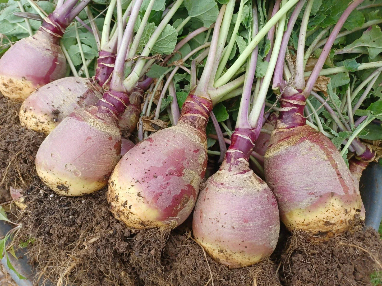 500+ Laurentian Rutabaga Seeds - Brassica napus Non-GMO Organic Vegetable Seeds for Garden Planting