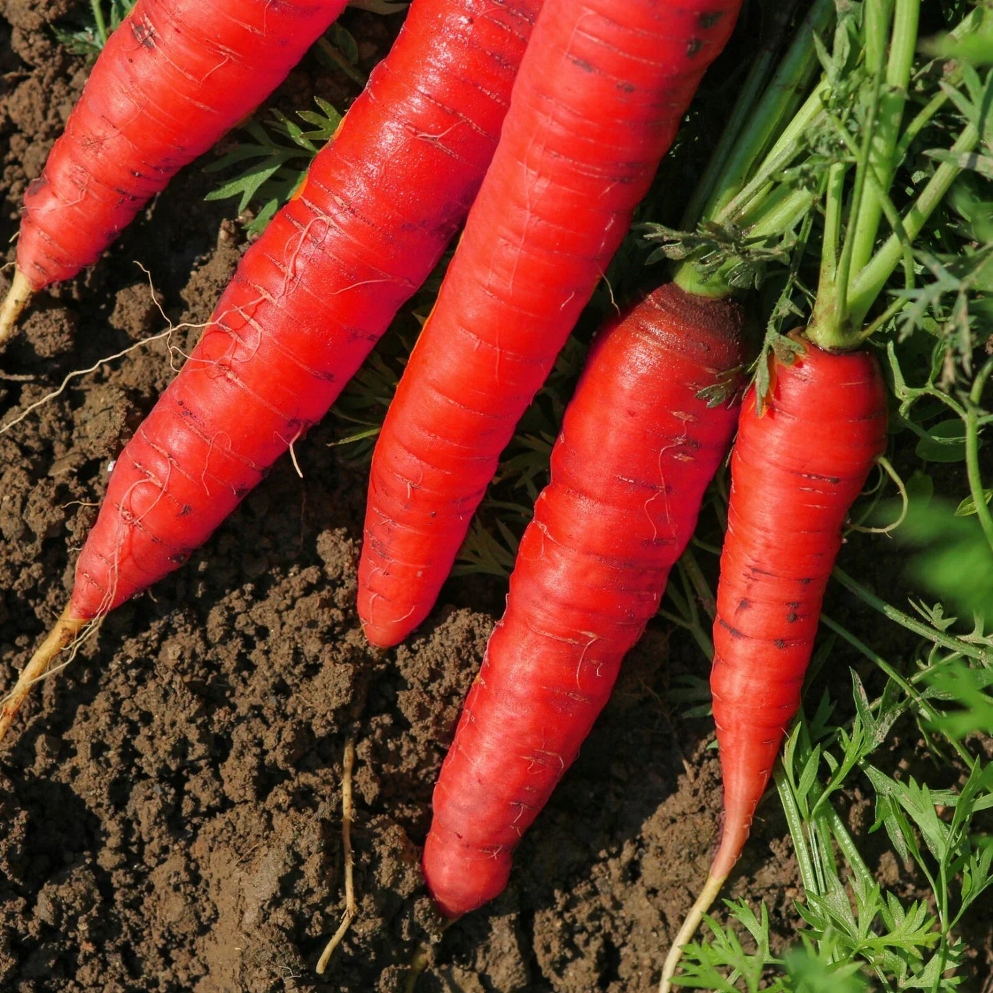 Atomic Red Carrot Seeds - NON-GMO, Lycopene Rich, Daucus carota