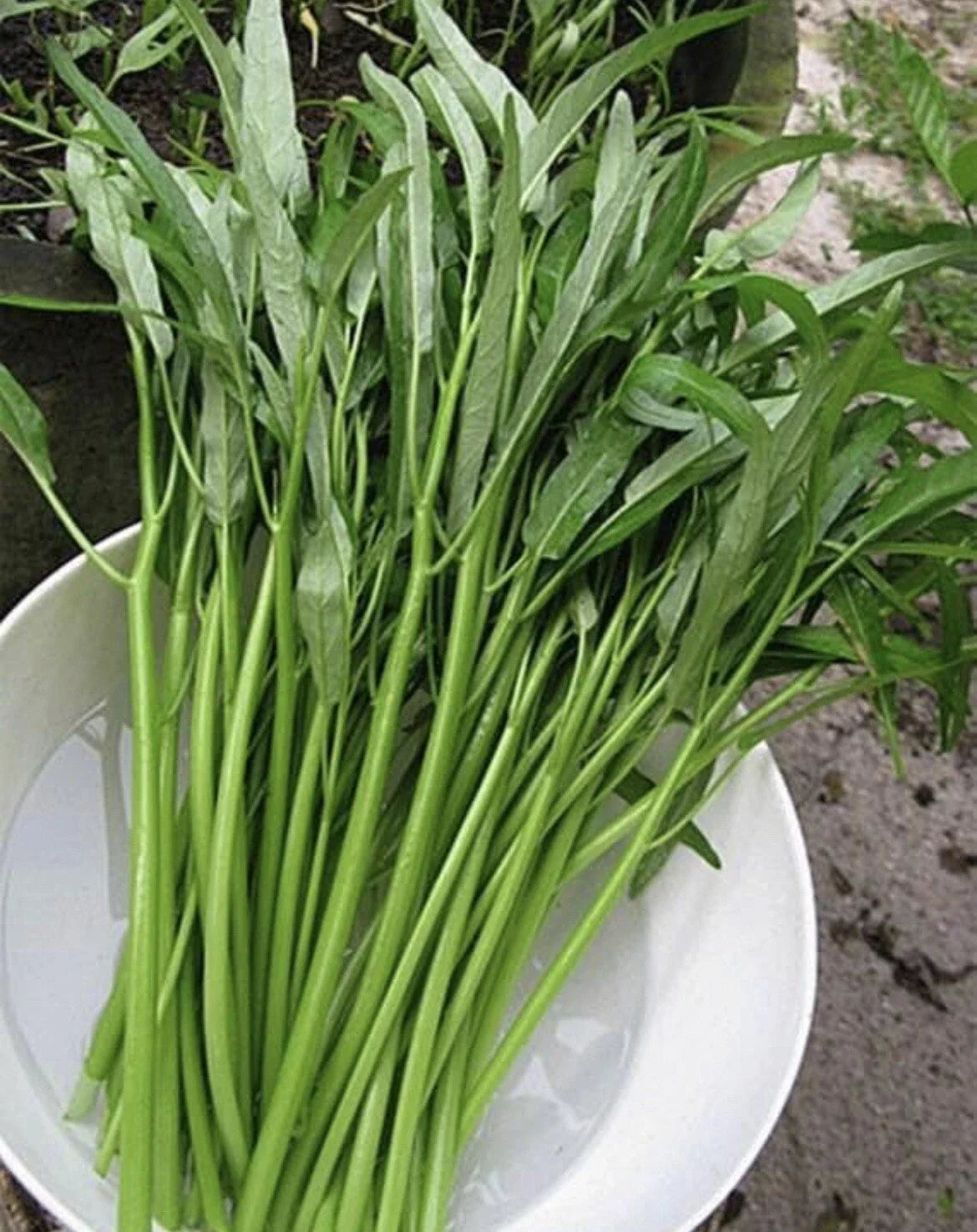 Thai Water Spinach Seeds - Ong Choy Kangkong, Ipomoea aquatica, 50+ Seeds for Home Garden & Container Planting