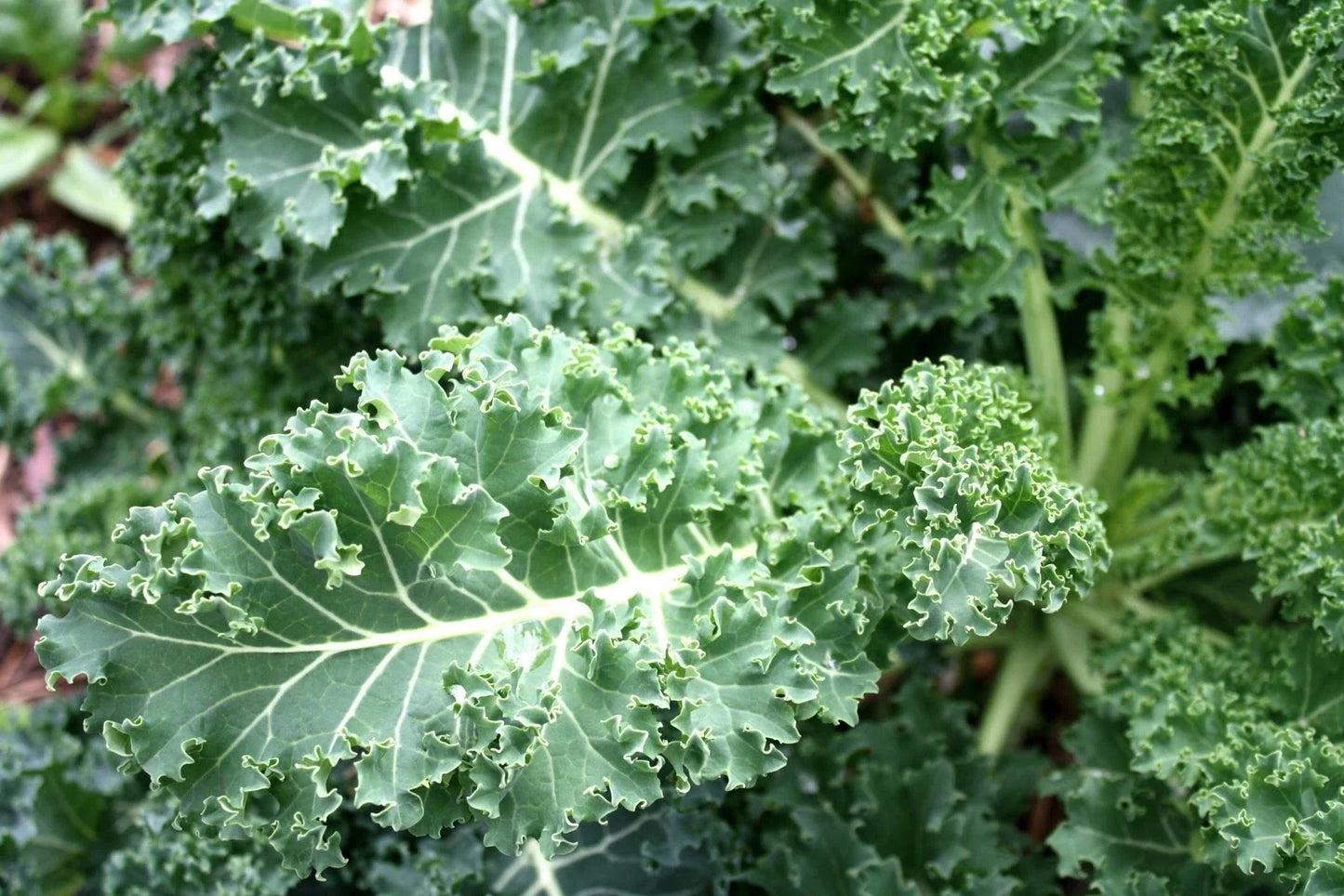 Blue Curled Scotch Kale Seeds - Brassica oleracea var. sabellica - Pack of Seeds for Gardening