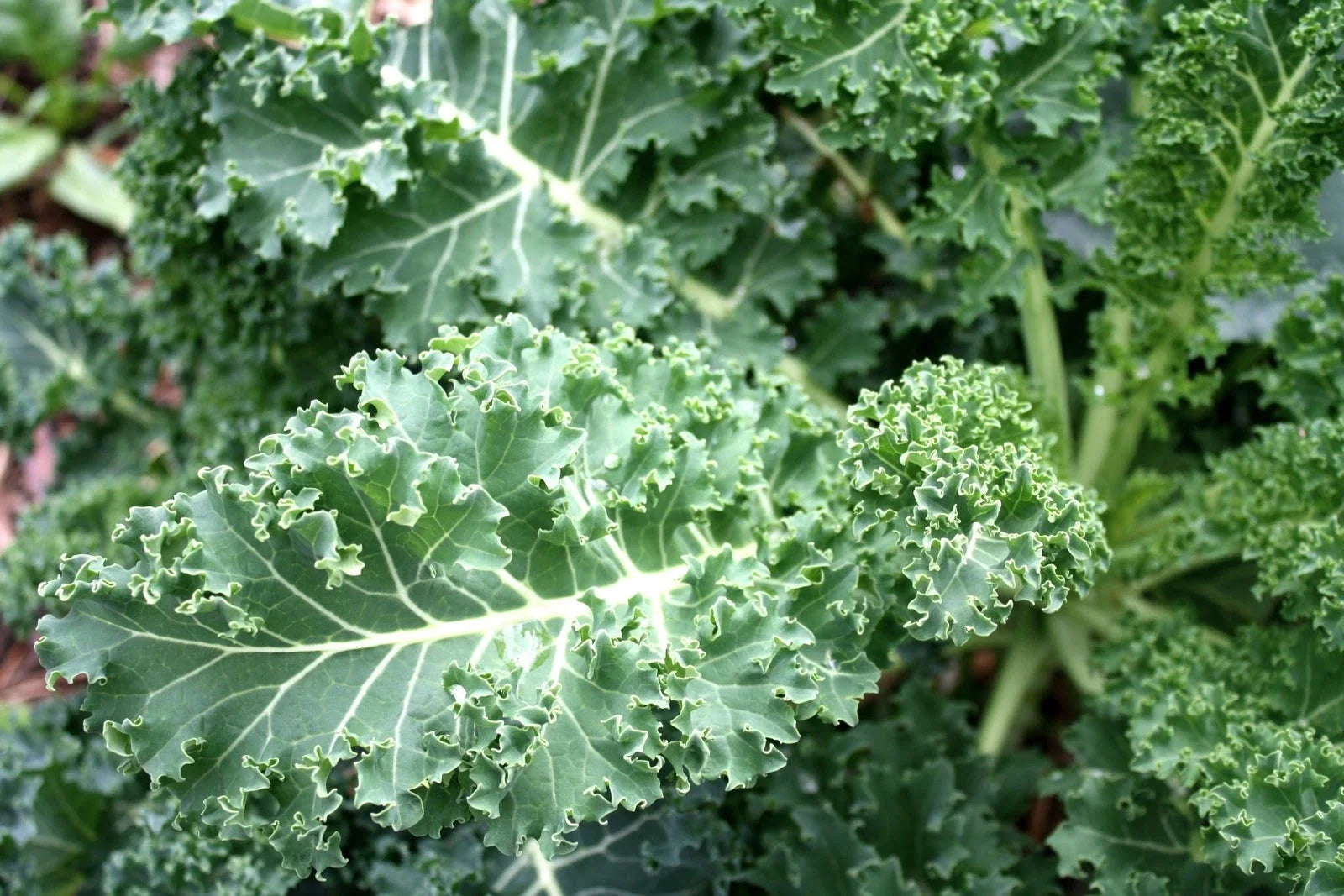 Blue Curled Scotch Kale Seeds - Brassica oleracea var. sabellica - Pack of Seeds for Gardening