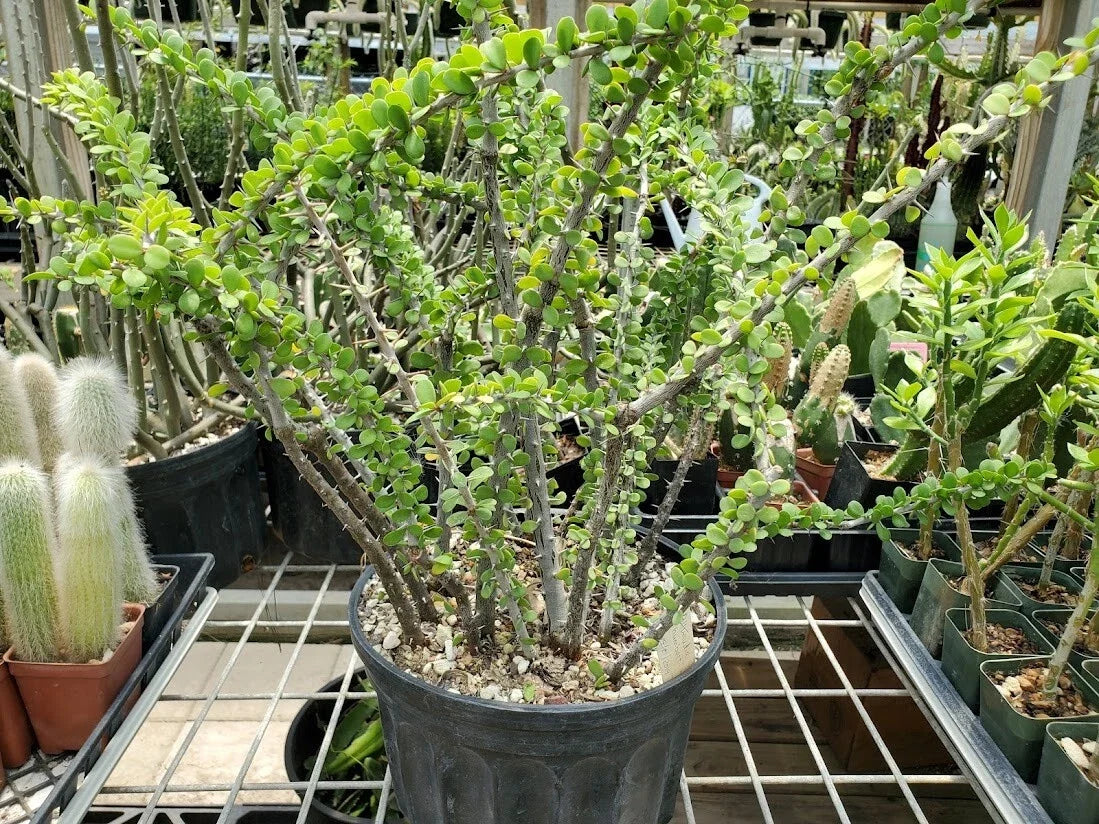 Rooted Alluaudia humbertii Madagascar Succulent Cutting - Rare Exotic Plant for Indoor & Outdoor Gardens
