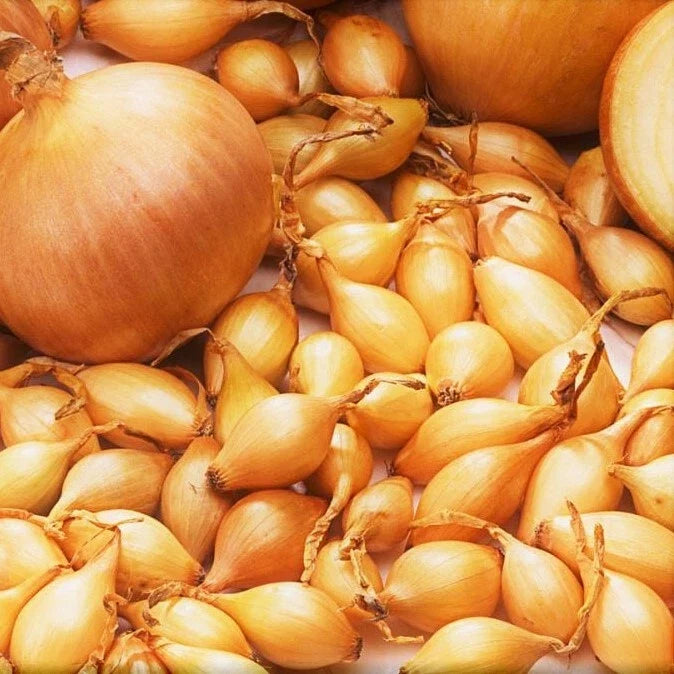 Yellow Spanish Globe Onion Sets - Long Day Bulb Seed Allium cepa, 10 Bulbs, Easy to Grow, Perfect for Cooking & Salads