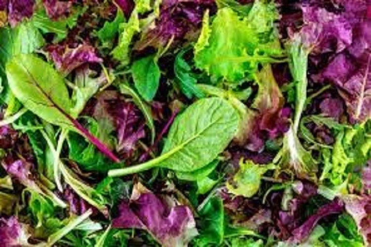 Organic Mesclun Leaf Lettuce Mix Seeds - Heirloom Salad Greens for Home Garden, 200 Seeds