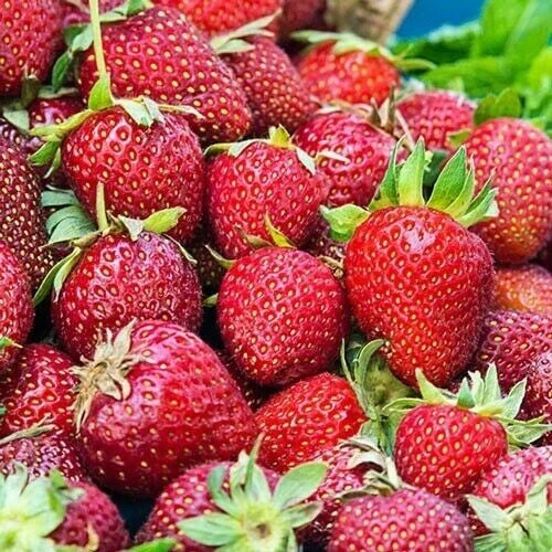 Albion Strawberry Plants - 10 Bare-Root Day-Neutral Fragaria × ananassa for Continuous Harvest