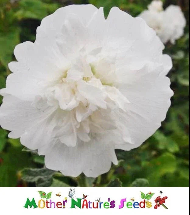 Hollyhock Seeds - Dwarf Majorette Double White - Alcea rosea - Garden Flowers, Summer Bloom, Non-GMO, 50 Seeds