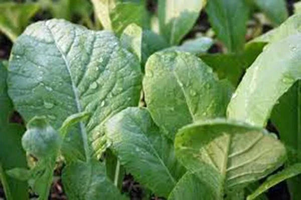 Mustard Greens Seeds Tendergreen Heirloom Non-GMO 100 Seeds Brassica juncea
