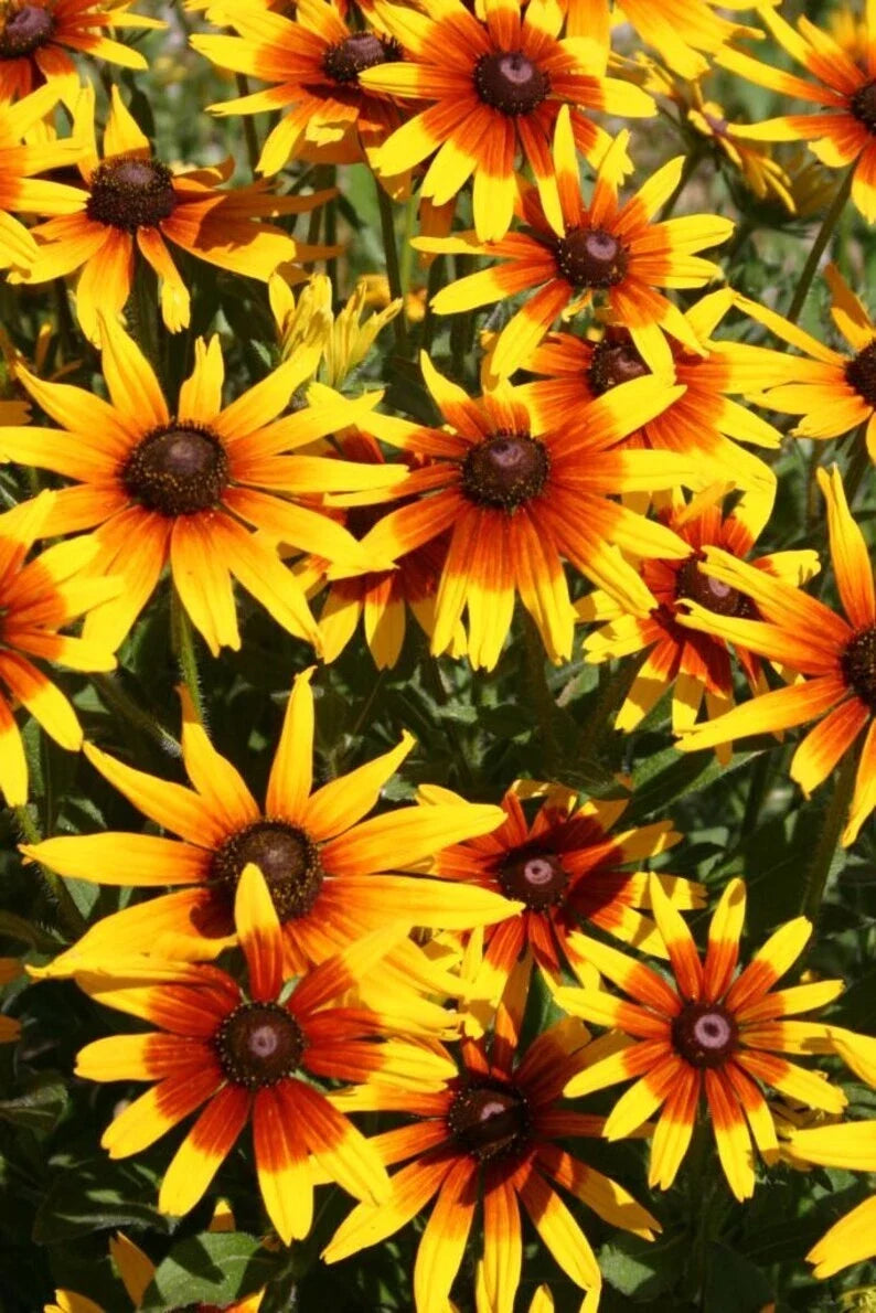 Gloriosa Daisy Seeds 1000 Pack – Rudbeckia Hirta Organic Non-GMO Flower Seeds for Garden, Attracts Pollinators, Free Shipping