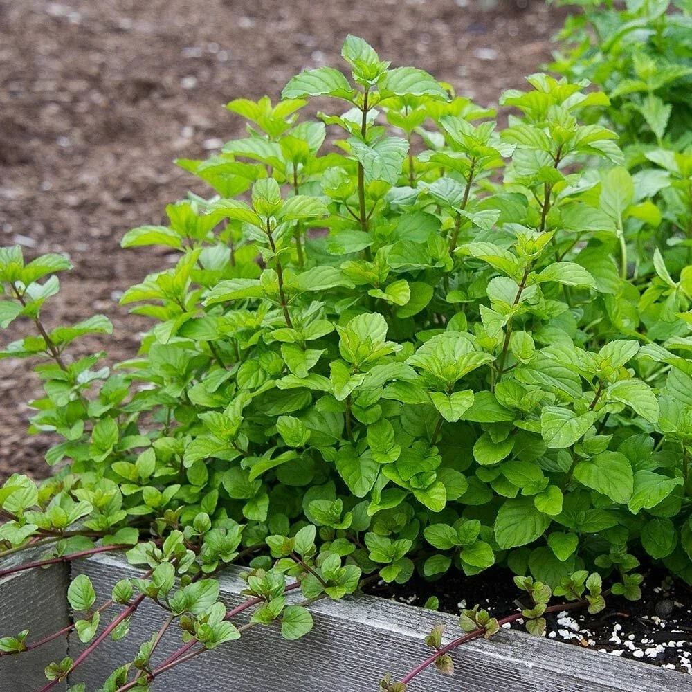 Orange Mint Plant Plug – Live Mentha × piperita citrata for Tea & Culinary Use, Aromatic Herb, Fresh Herb Starter