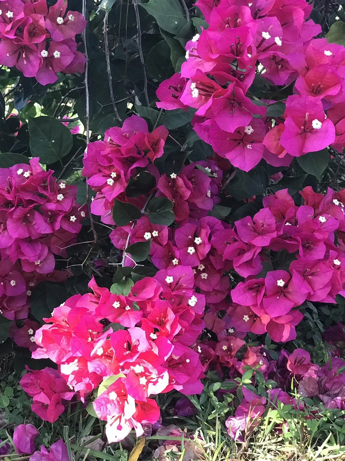 Bougainvillea Cuttings 8-Pack Fuchsia Blooms Climbing Vine Bougainvillea spectabilis