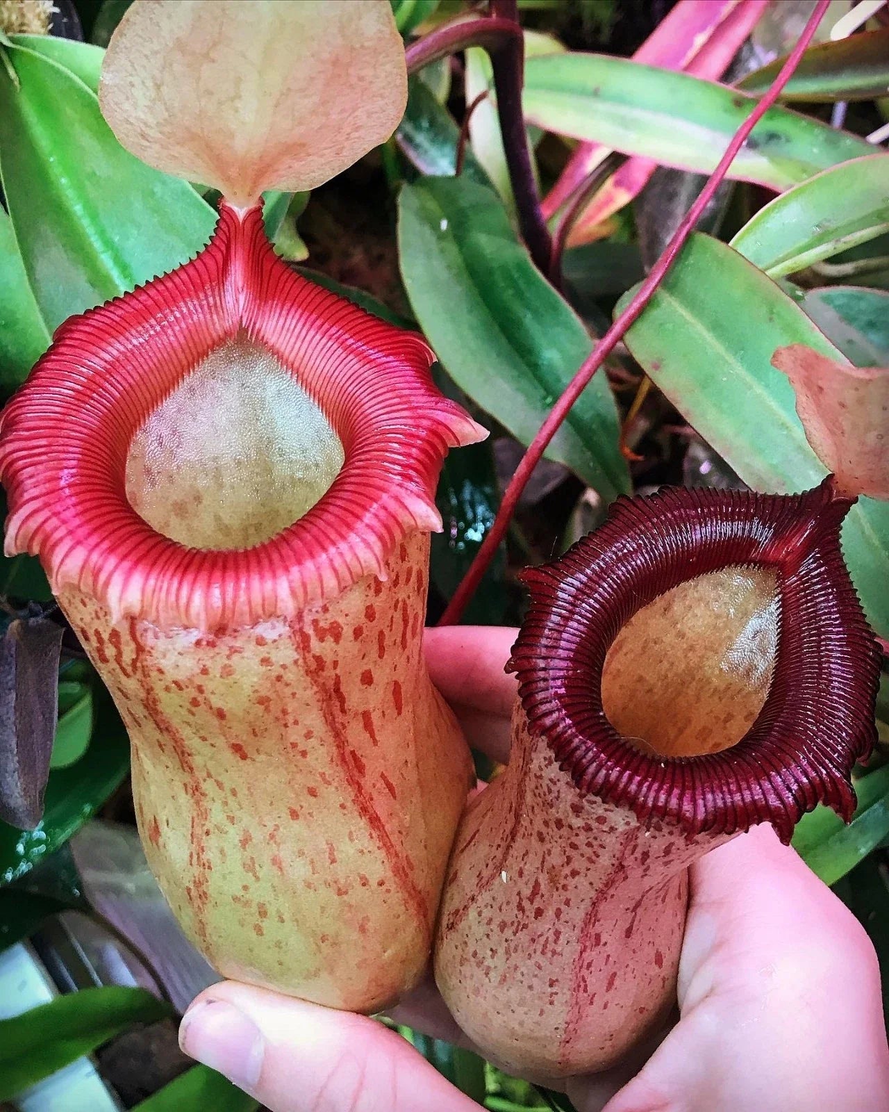 Rooted Nepenthes ventricosa x sibuyanensis HC Pitcher Plant Cutting – Carnivorous, Hybrid, Tropical, Easy Care