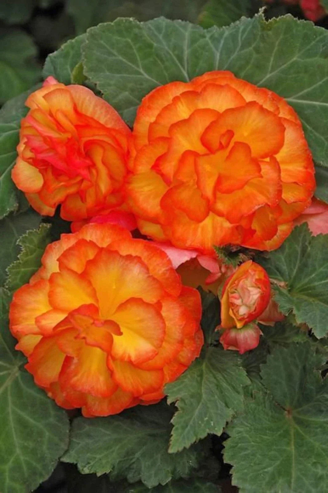 Begonia Seeds - 1000 Count - Nonstop Apricot - Begonia x tuberhybrida Flower Seeds for Garden, Pots & Hanging Baskets