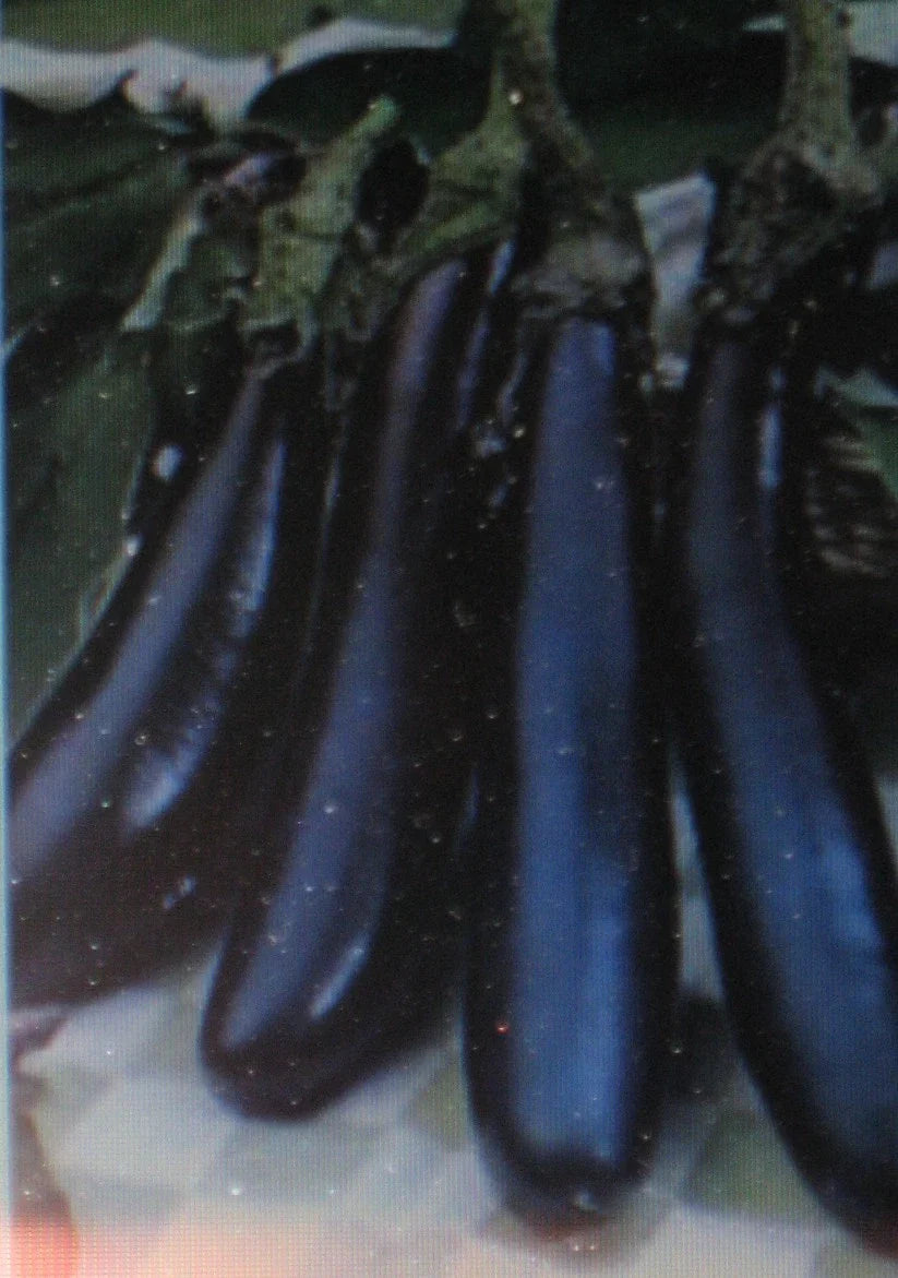 Eggplant Seeds - Long Purple Heirloom - 100 Seeds - Solanum melongena - Vegetable for Home Garden & Container Planting
