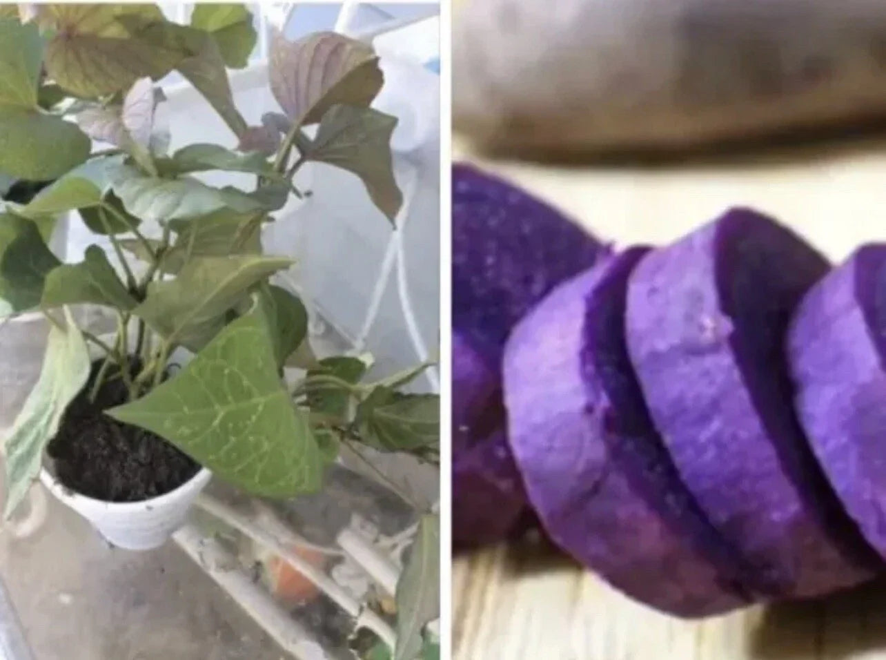 Rooted Purple Sweet Potato Plants 5 Pack | Ipomoea batatas | Vining Perennial Vegetable in Pots