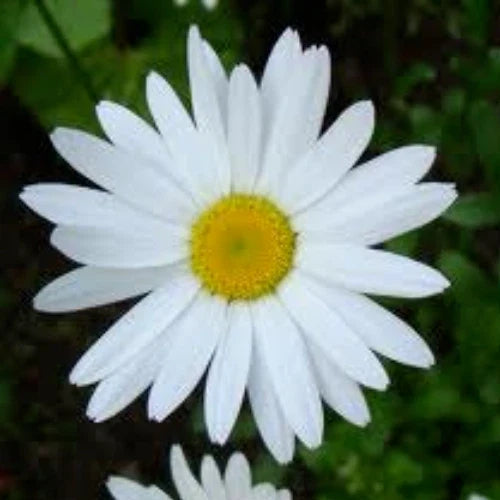 Shasta Daisy Seeds - 100 Heirloom Perennial Garden Flower Seeds Chrysanthemum Maximum for Sunny Borders