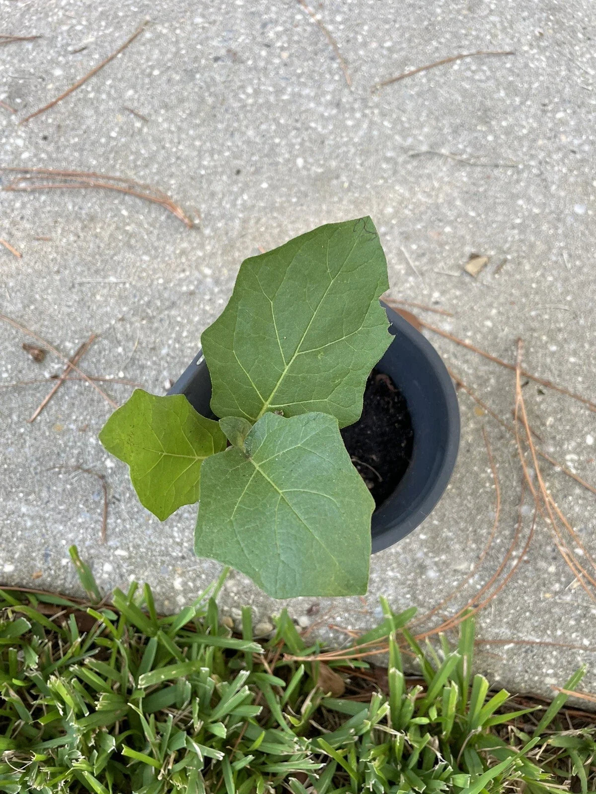 Pea Eggplant Plant Starter 12+ Inches Tall, Brush Eggplant Turkey Berry, Thai Pea Eggplant (Solanum torvum) for Edible Garden