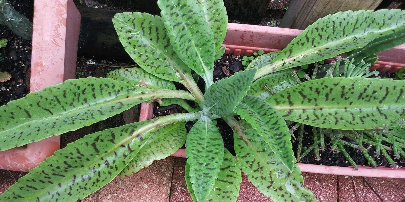 Donkey Ears Succulent Plant - Potted Kalanchoe gastoniae - Indoor Drought Tolerant Foliage Plant