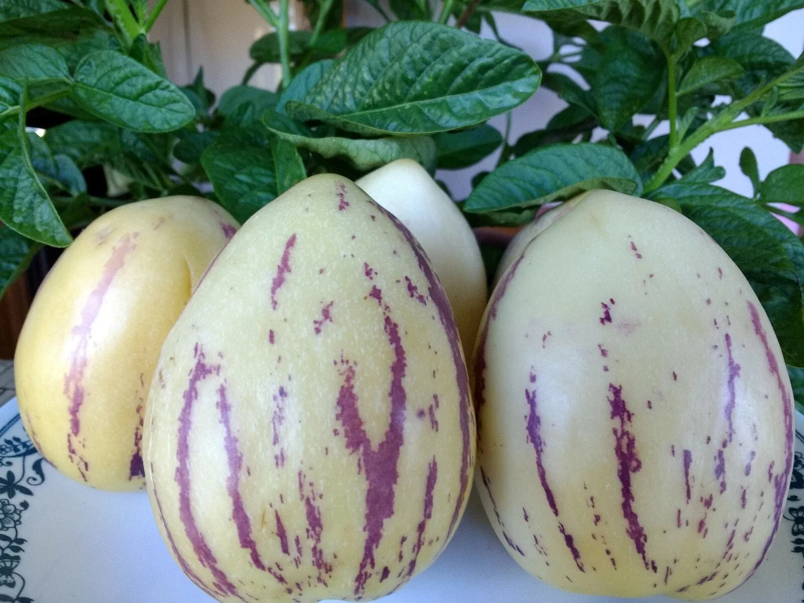Organic Pepino Melon Plant - Golden Sweet Ginseng Fruit - Solanum muricatum Live Plant for Container Gardening