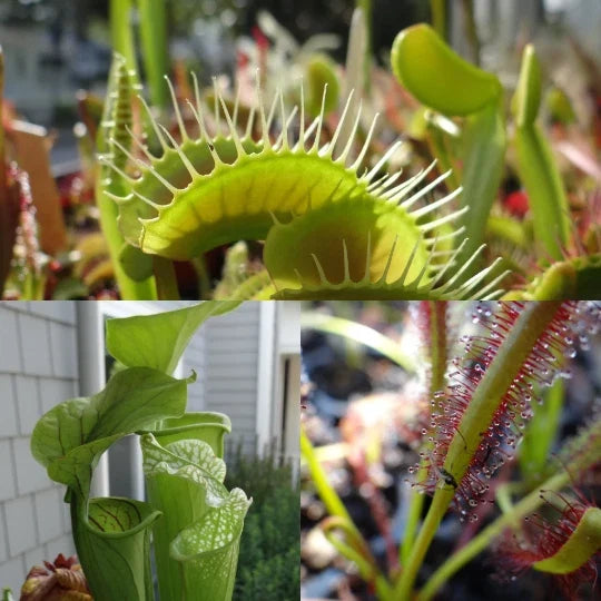 Live Carnivorous Plants Starter Pack – Sundew, Sarracenia, Venus Flytrap, Drosera, Sarracenia, Dionaea muscipula