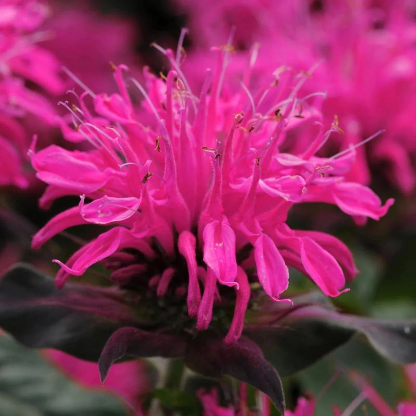Rose Bee Balm Seeds - 100 Pack, Hummingbird & Pollinator Attracting Monarda didyma, Perennial Flower Seeds for Garden Beds & Borders