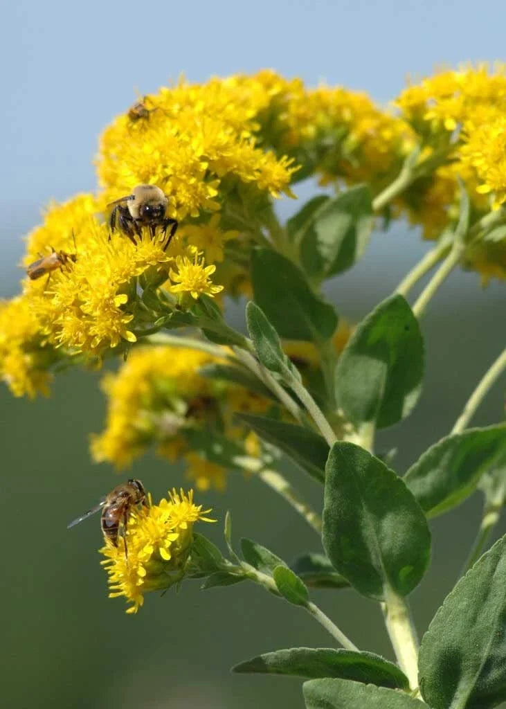 Stiff Goldenrod Seeds - 100+ Oligoneuron rigidum Native Perennial Wildflower for Pollinators
