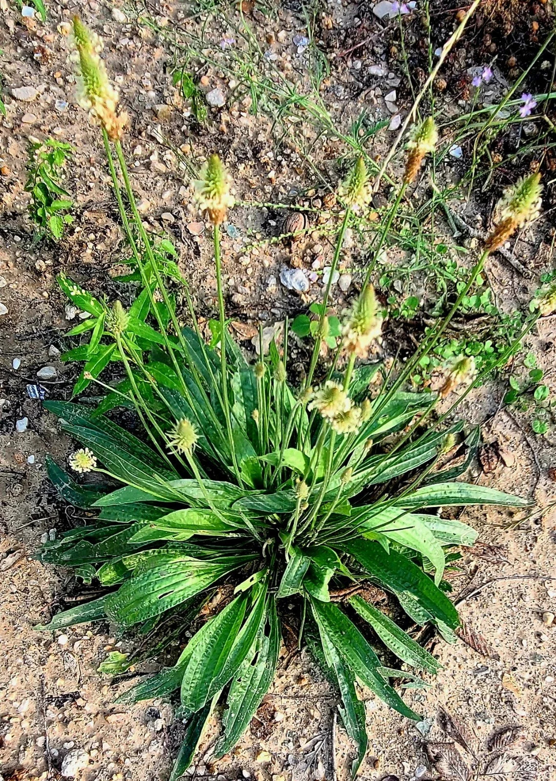 Organic Plantago Lanceolata Seeds - Medicinal Herb for Herbal Remedies & Culinary Use, 300+ Seeds