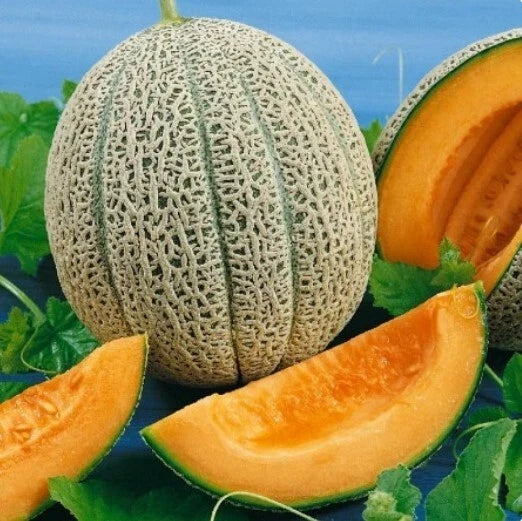 Hales Best Jumbo Melon Seeds, 50+ Non-GMO Cantaloupe Seeds, Muskmelon, Cucumis melo, Vining, Full Sun, Seed Packet