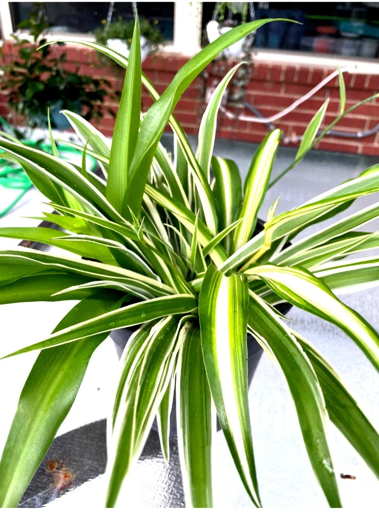 Well-Rooted Spider Plant Trio Set - Variegated Green, Gold & White - Chlorophytum comosum Indoor Plants