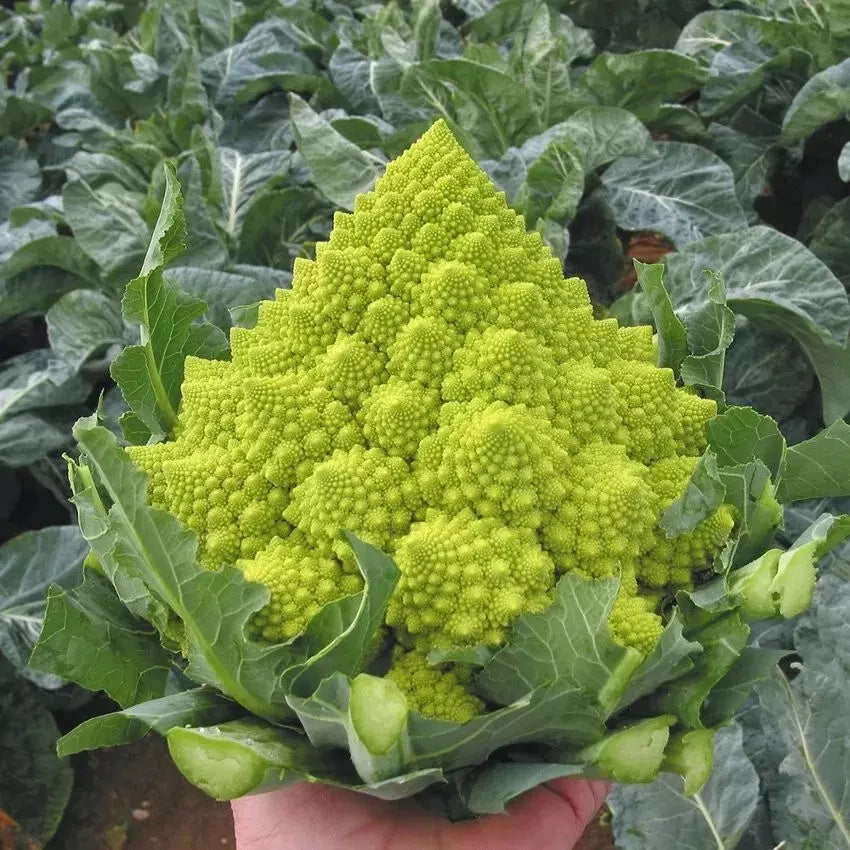 Romanesco Broccoli Seeds - 100+ Heirloom Non-GMO Organic Vegetable Seeds