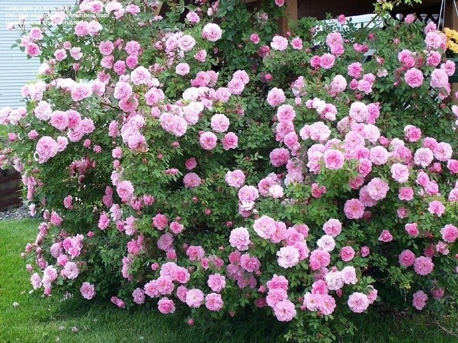 Fragrant Nearly Thornless Rosa 'John Davis' Shrub Rose Cuttings - 3 Pieces, 6-8" Long