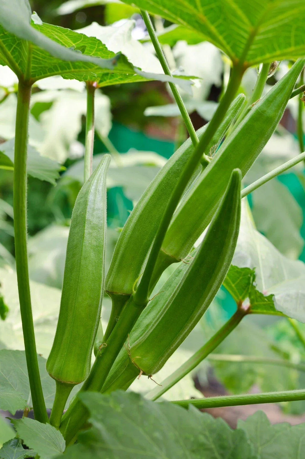 Clemson Spineless Okra Seeds - Organic Non-GMO Heirloom Abelmoschus esculentus, 50+ Seeds for Home Garden