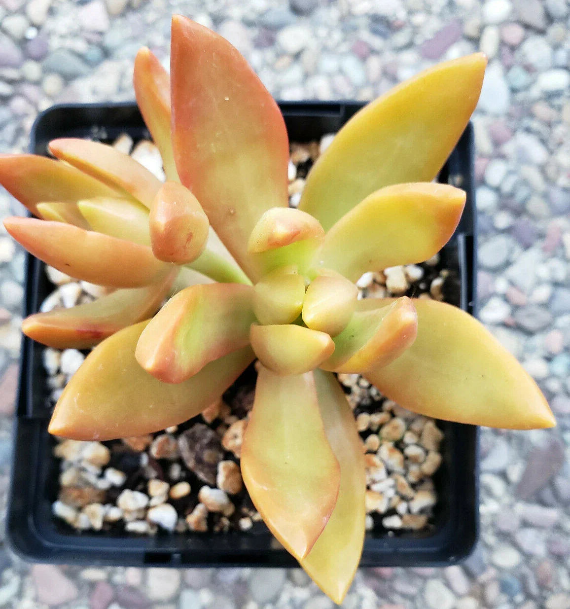 Sedum Adolphii Golden Glow - 3" Diameter Rooted Golden Sedum Plants