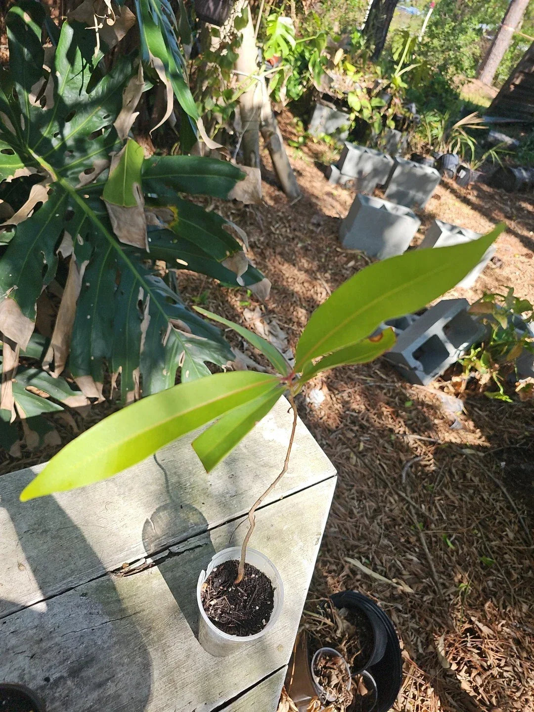 Jamun Jambul Fruit Tree Plant | Syzygium cumini | Indian Wax Apple | Java Plum Live Plant | 3 Gallon