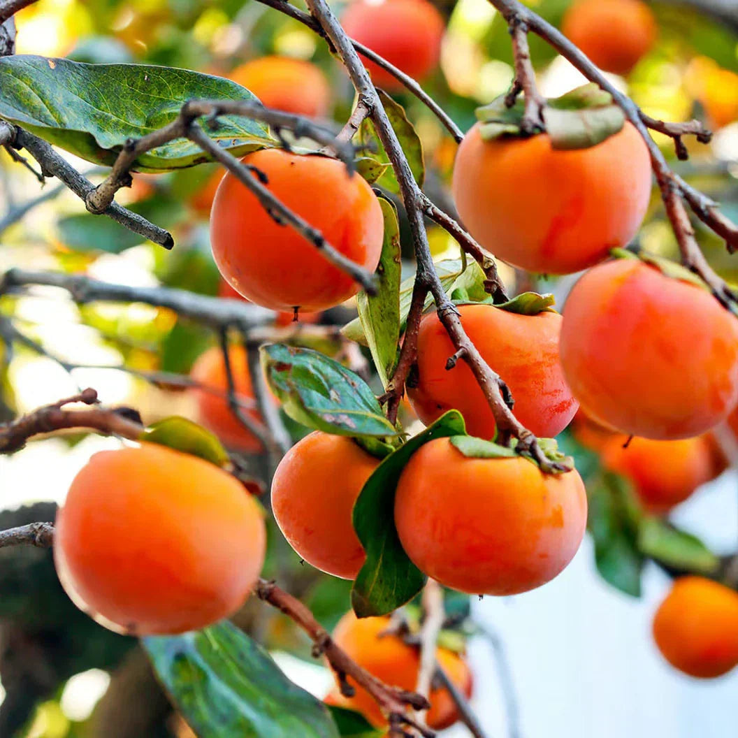 Japanese Fuyu Persimmon Tree Scions 6-8in Cuttings for Rooting & Grafting | Diospyros kaki