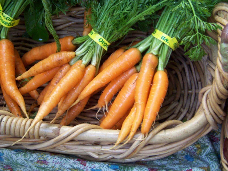 Danvers Heirloom Carrot Seeds - 775 Premium Daucus carota Seeds