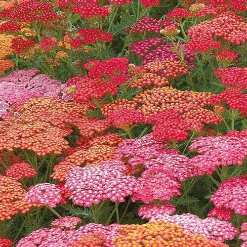 Yarrow Seeds for Planting, 50 Bright Color Achillea millefolium, Garden Flowers, Drought-Resistant, Pollinator Attracting