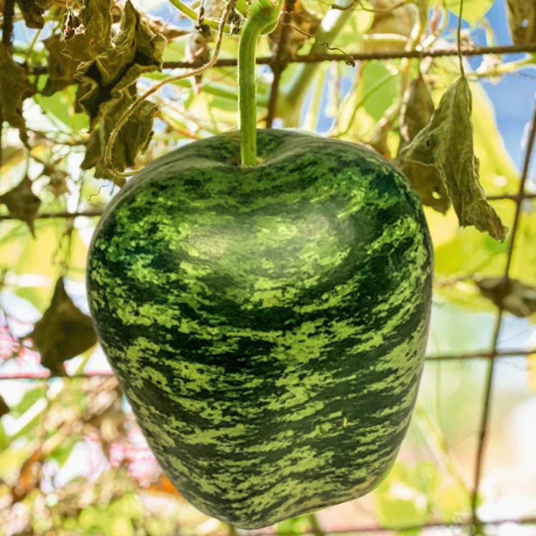 Apple Gourd Seeds | Ornamental Squash, Swan Pumpkin Dipper, Bottle Gourd | Lagenaria siceraria, Decorative & Bird Feeder