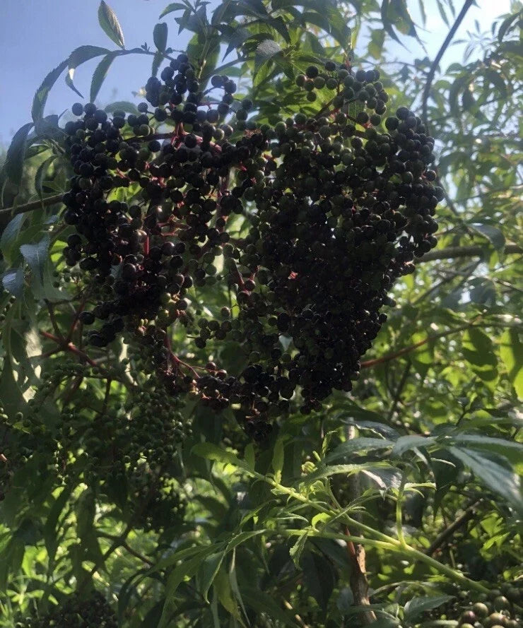 Unrooted Elderberry Cuttings 12 Pack Sambucus canadensis Edible Wild Bird Attracting Plants