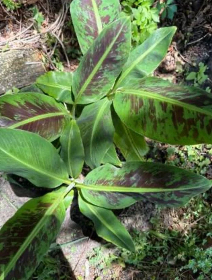 Variegated Banana Plant Root | Musa acuminata 'Variegata' | Tropical Foliage, Indoor/Outdoor Live Plant