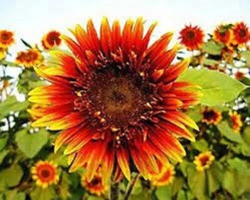 Joker Sunflower Seeds - Perennial Flower Seeds for Vibrant Blooms - Helianthus annuus - 25 Pack