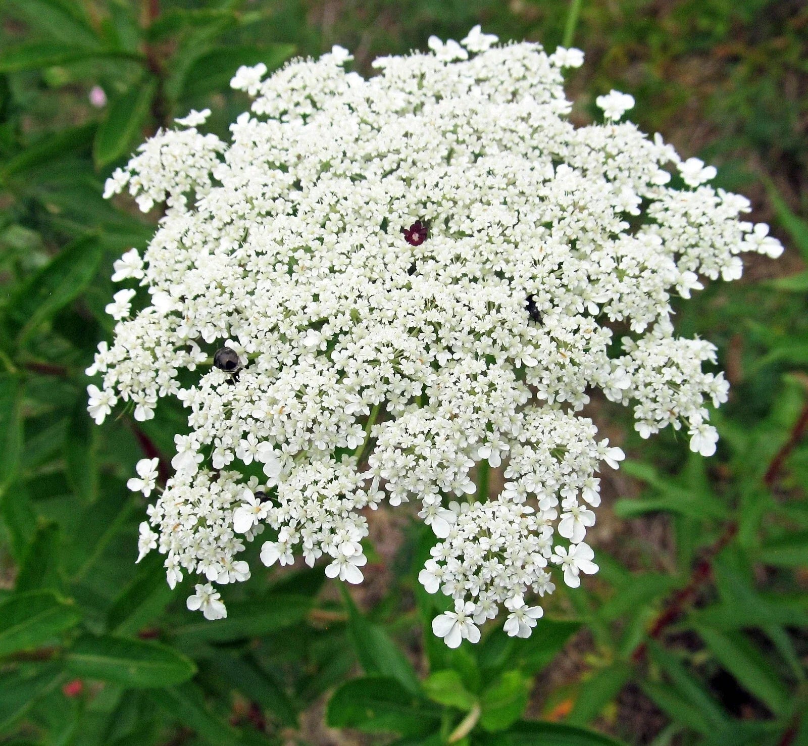 Bishops Flower Seeds | 500+ Non-GMO False Queen Anne's Lace Seeds | White Delicate Flowers | Ammi majus
