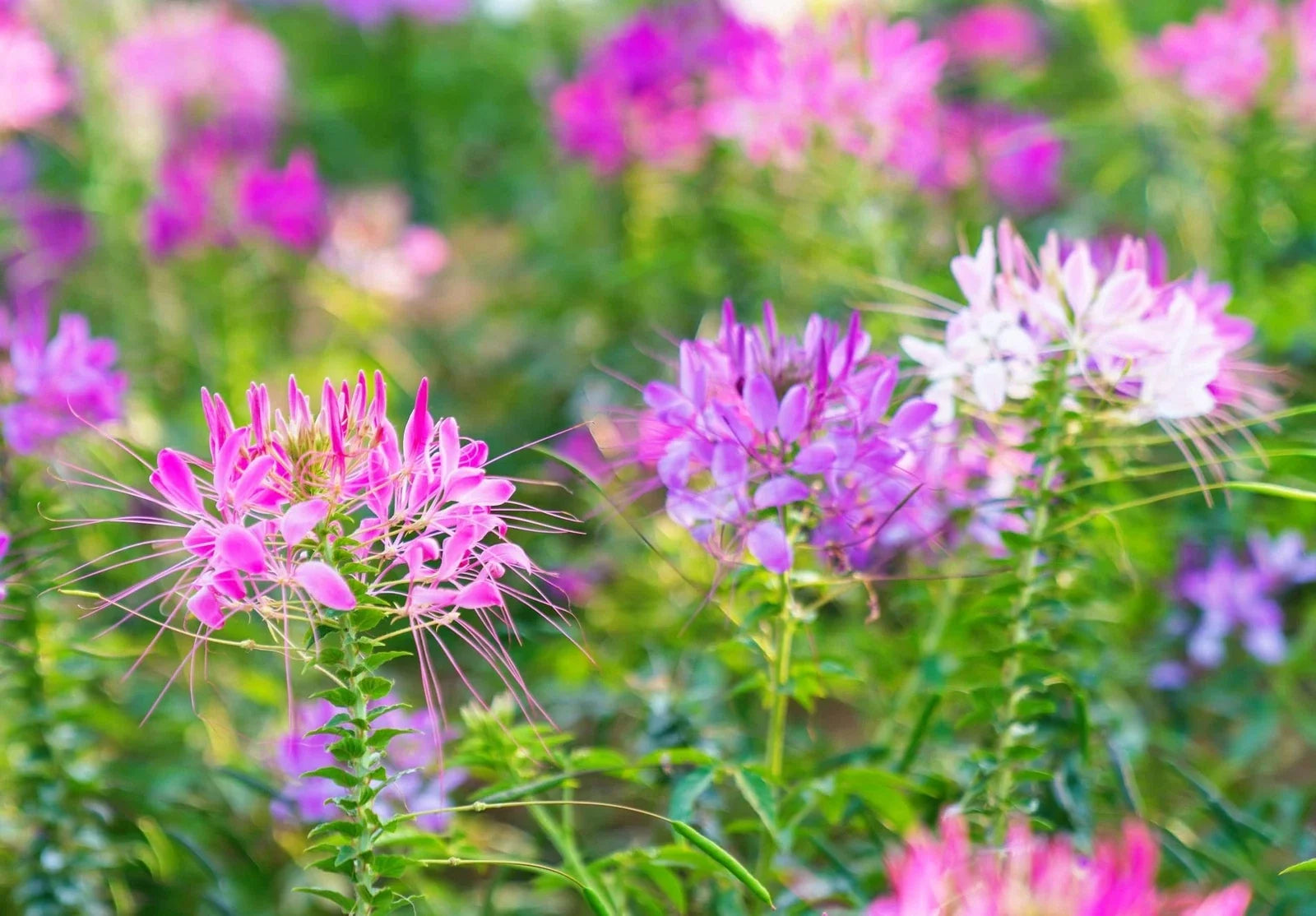 Spider Plant Seeds - 100 Count - Exotic Mixed Color Cleome hassleriana Flowers for Gardening and Planting