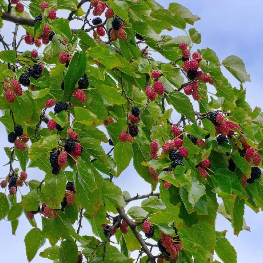 Dwarf Everbearing Mulberry Plants - 4-6 Inches Tall - Rooted Morus nigra for Container & Indoor Gardening