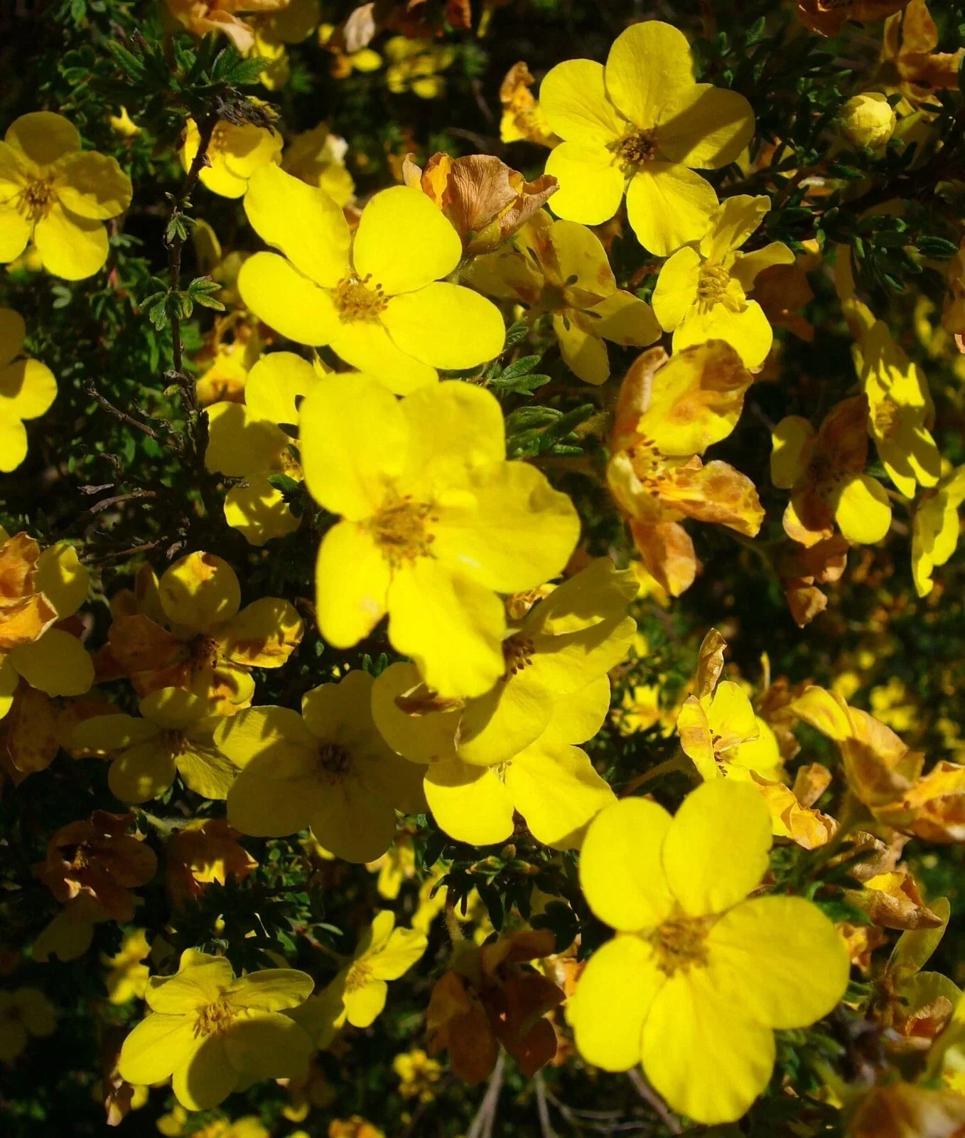 Aurea Potentilla Perennial Seeds 1000 Count - Bright Yellow Potentilla Aurea for Gardens
