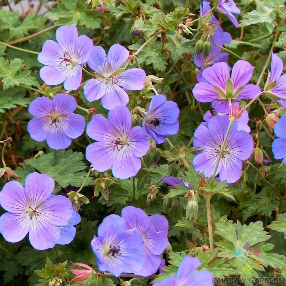 Rozanne Geranium Seeds - Perennial Blue-Violet Flowering Plant for Garden, Borders, Containers, Geranium 'Rozanne'