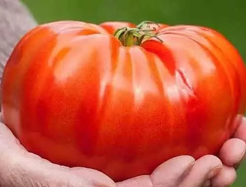 Beefsteak Tomato Seeds - Organic Heirloom NON-GMO - Solanum lycopersicum - Pack of 30+ Seeds for Home Gardening
