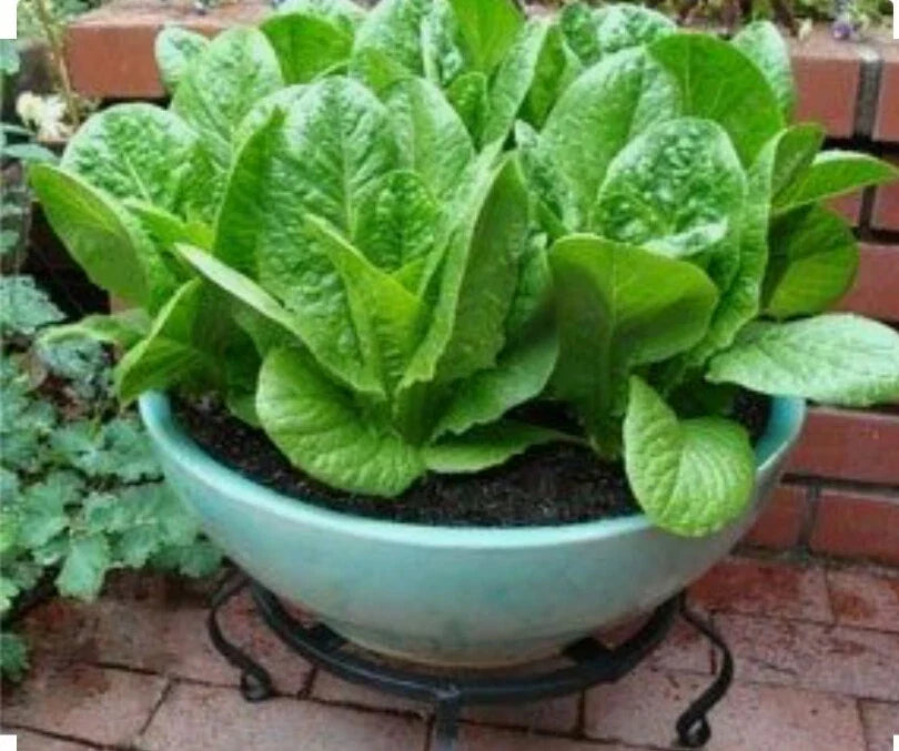 Romaine Lettuce Seeds - 1000 Count Organic Non-GMO Open Pollinated Lactuca sativa for Home Garden, Salad & Wraps