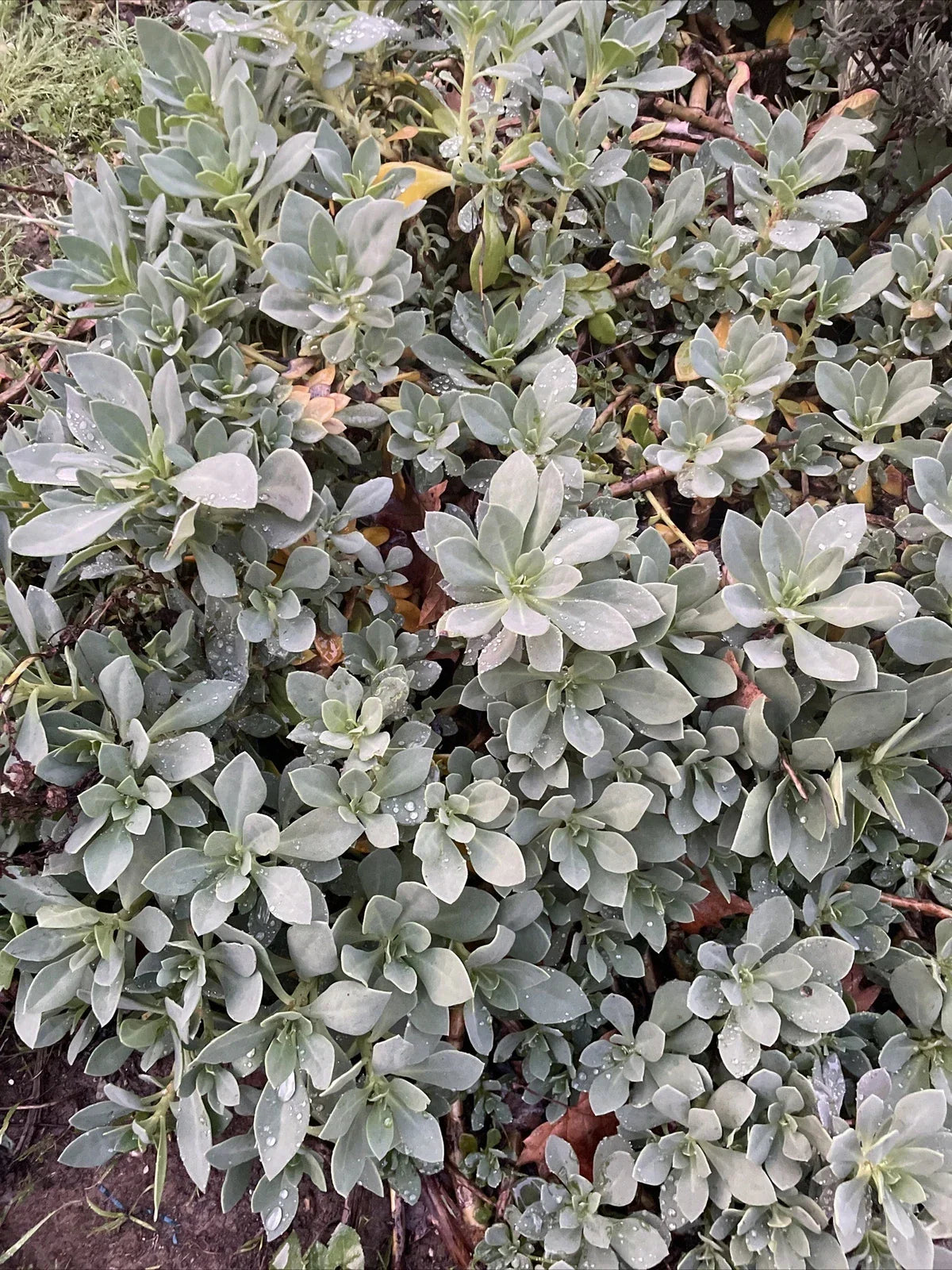 Succulent Cuttings 6" Rock Purslane Calandrinia Spectabilis Live Plant 5 Pack