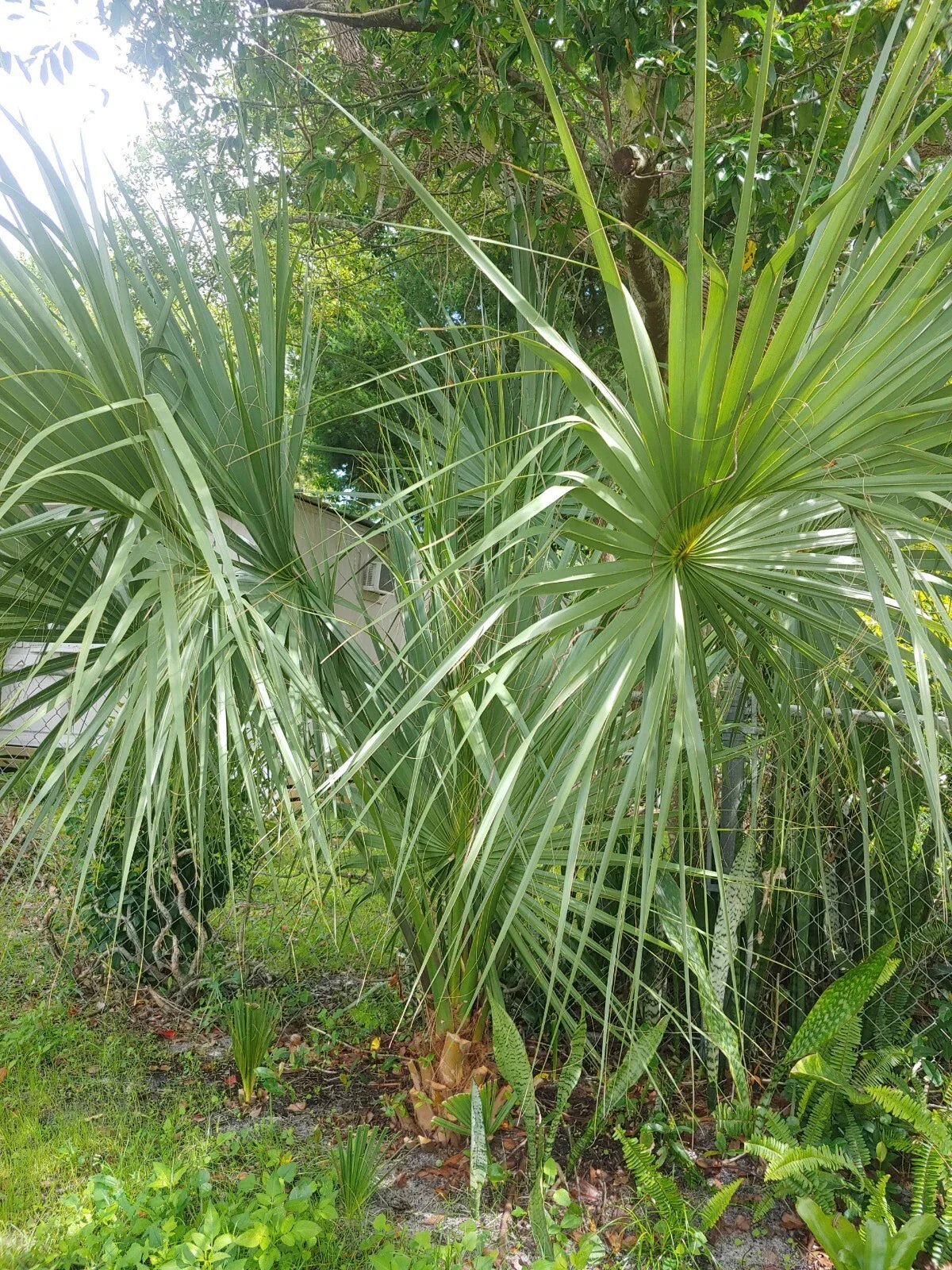 Florida Sabal Palmetto Palm Tree - 12"-20" Live Rooted Plant, 2 Years Old